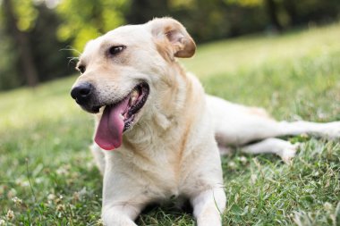 Şirin melez köpek portresi, açık hava, şehir parkı.
