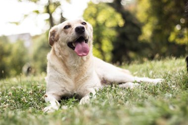 Şirin melez köpek portresi, açık hava, şehir parkı.
