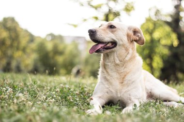 Şirin melez köpek portresi, açık hava, şehir parkı.