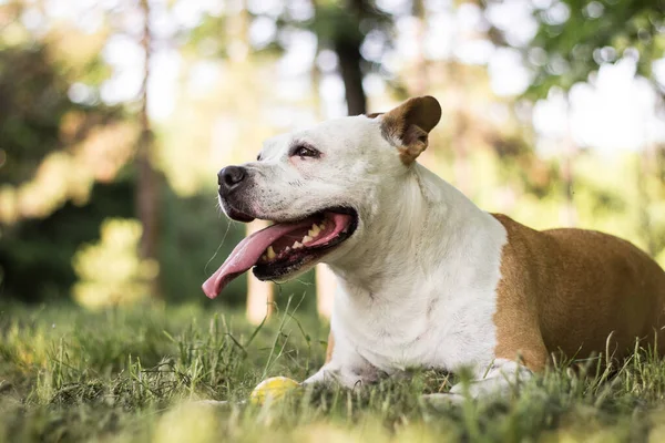 Ein Glücklicher Hund Verbringt Zeit Freien — Stockfoto