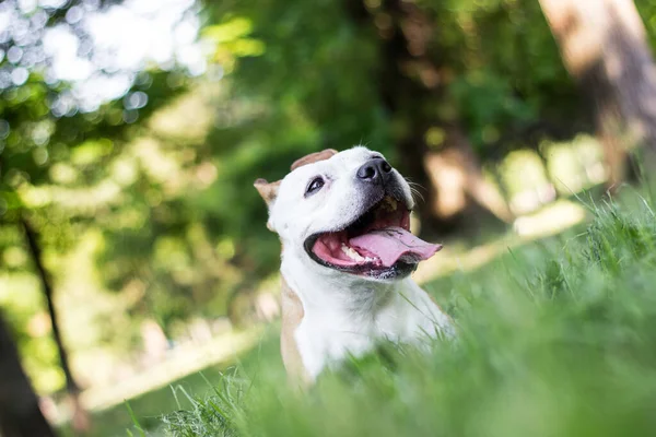 Szczęśliwy Pies Spędza Czas Zewnątrz — Zdjęcie stockowe