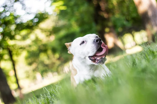Pies Liżącym Językiem Szczęśliwy Pies Bawiący Się Odpoczywający Parku Idealny — Zdjęcie stockowe