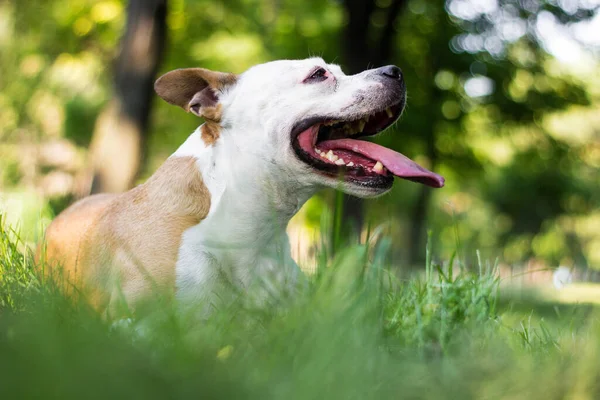 Een Gelukkige Hond Brengt Tijd Buiten Door — Stockfoto