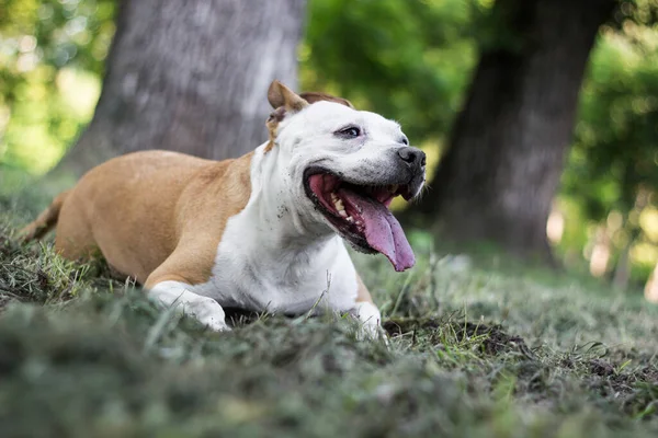 Hund Gräbt Ein Loch Öffentlichen Park Spielen Gelangweilt Neugierig Hund — Stockfoto