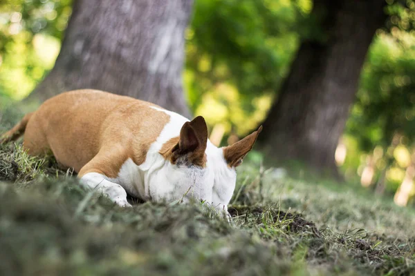 Собака Вырыла Яму Общественном Парке Играющая Бородатая Любопытная Собака — стоковое фото