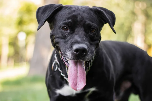 Mischlingshund Zaubert Ein Riesiges Lächeln — Stockfoto