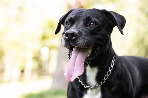 Perro Raza Mixta Dar Una Enorme Sonrisa — Foto de Stock