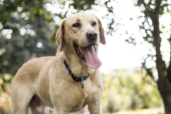 Smiling Labrador Dog City Park Portrait — Foto de Stock