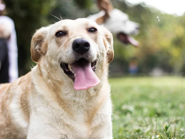 Portrait Cute Mixed Breed Dog Outdoors City Park — Zdjęcie stockowe