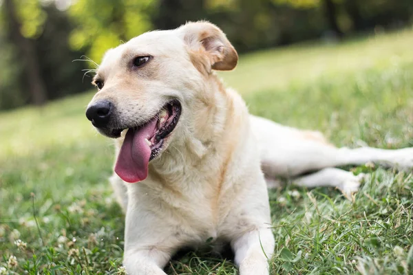 Portrait Cute Mixed Breed Dog Outdoors City Park — Foto de Stock