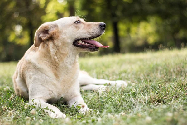 Portrait Cute Mixed Breed Dog Outdoors City Park —  Fotos de Stock