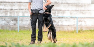 Sahibi ile köpek eğitimi. Alman çoban köpeği.