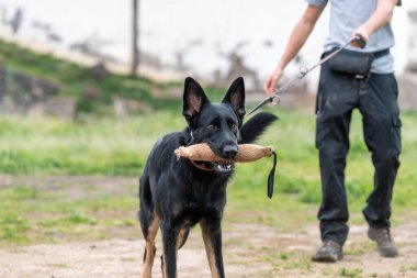 Sahibi ile köpek eğitimi. Alman çoban köpeği.