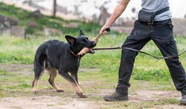 Sahibi ile köpek eğitimi. Alman çoban köpeği.