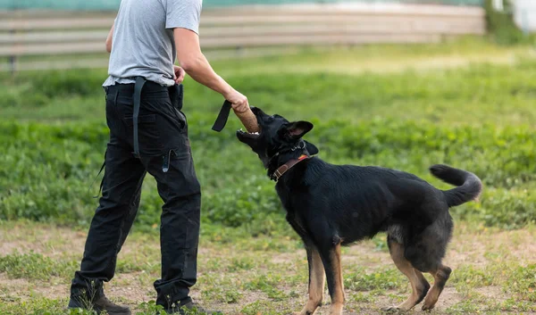 Собака тренируется со своим хозяином. Немецкая овчарка — стоковое фото