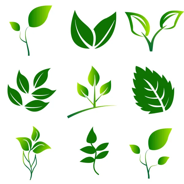 Vihreät Lehdet Collection Leaves Kuvake Vektori Asetettu Eristetty Valkokankaalla Eco — vektorikuva