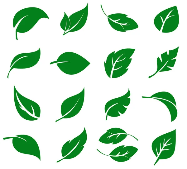 Yeşil Yaprak Koleksiyonu. Vektör İllüstrasyonu. Yaprak kümesi