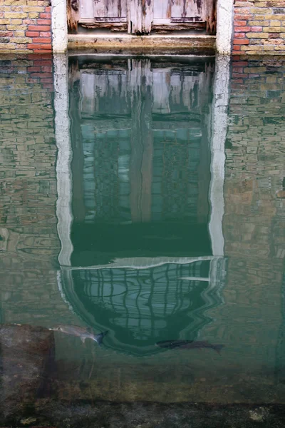 Fische im Kanal in Venedig