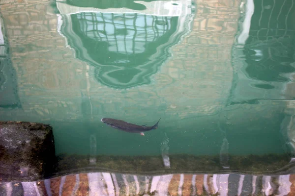 Ein Fisch im Kanal in Venedig