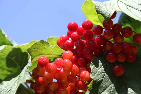 Red Berries Green Leaf Nature Backgrounds Bokeh Viburnum Berry Close — Photo