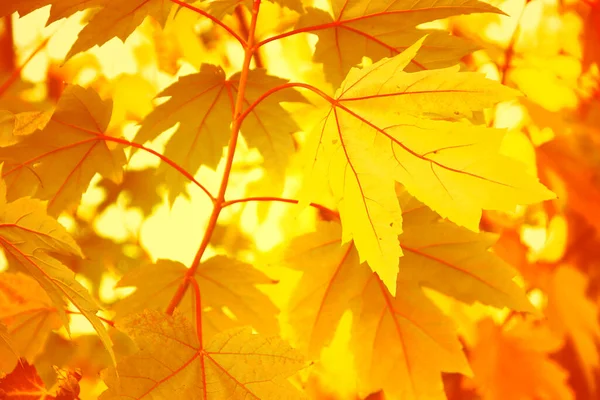 Close View Autumn Maple Leaves Sunlight Soft Sunny Bokeh Beautiful — Stock Photo, Image