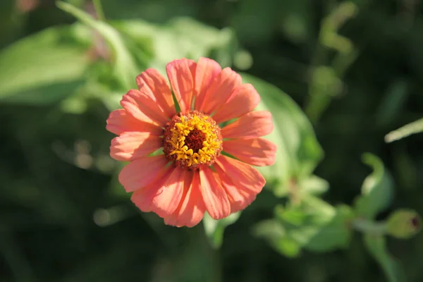 A single flower of light orange colour. Selective focus, isolated background, macro photo
