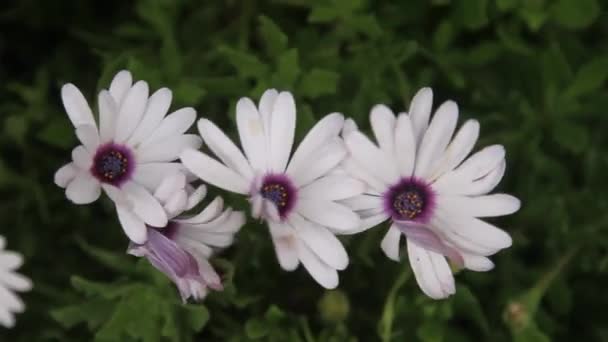 Close Video Winter Coming Yellow Flowers Sway Strong Wind Yellow — Stock videók