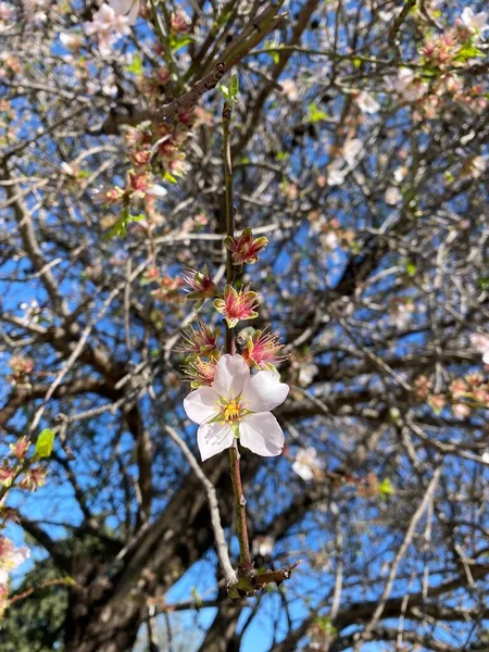 青い空にアーモンドの花 垂直的および選択的焦点 — ストック写真