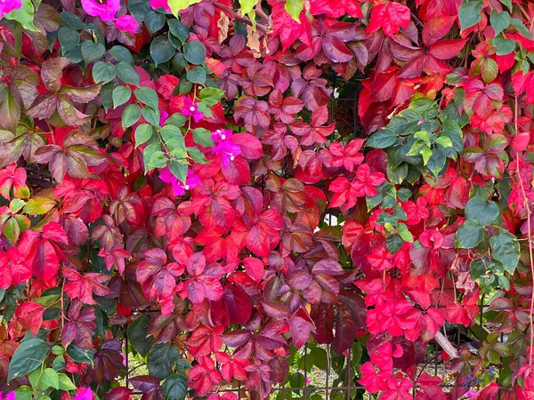 Piante Edera Aggrovigliate Autunno Con Foglie Rosse Verdi Coprono Recinto — Foto Stock