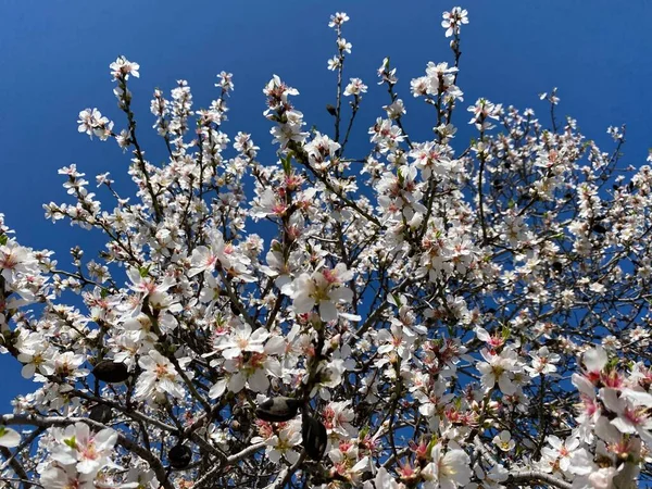 Çiçekli ve mavi gökyüzü olan badem ağacı dalı. Dibe vuralım. Seçici odaklanma ve kapatma.