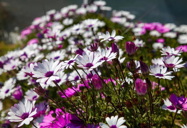 Margarida Africana Direita Arbusto Arbustivo Osteospermum Fruticosum Flores Brancas Roxas — Fotografia de Stock