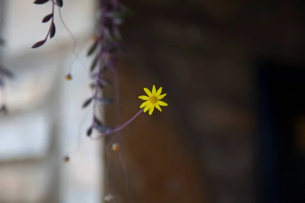 Small Single Yellow Flower Concept Lonely Selective Focus Front View — Stock Photo, Image