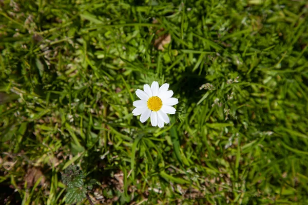 Shasta papatya veya Leucanthemum superbum. Çimlerin üzerinde küçük bir papatya. Soyut yalnızlık. Üst görünüm ve seçici odak.
