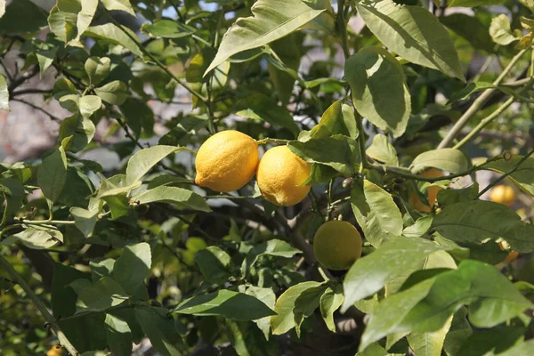 Olgun limonlar. Limon ağacında asılı sarı limon narenciye meyveleri hasat için hazır. Seçici odaklanma ve kapatma.