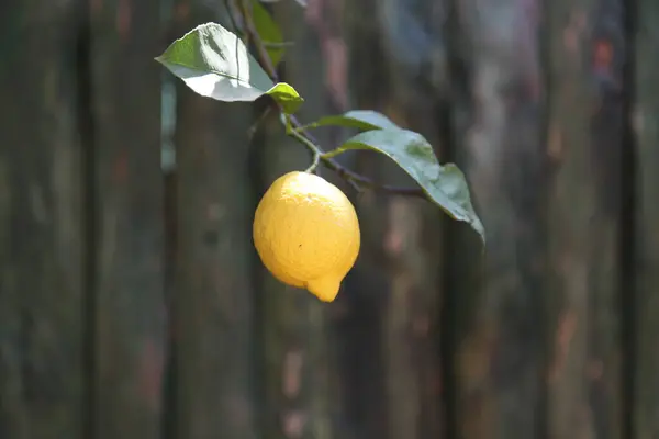 Limon ağacında olgun bir limon. Kapat ve ön görünüm.