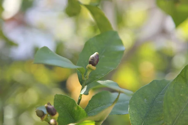 Limon ağacında mini limon. Seçici odaklanma ve kapatma. 