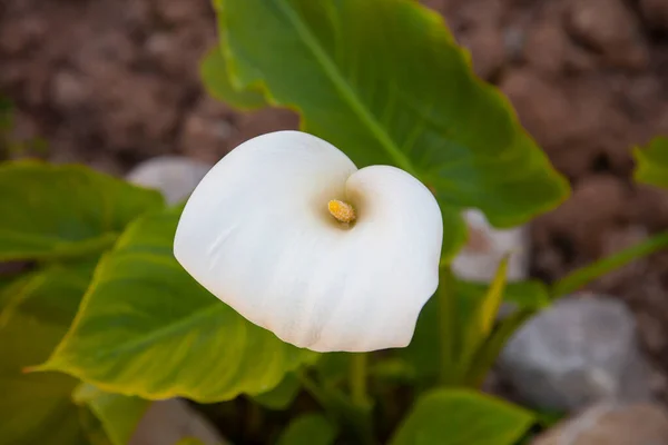 Sahada tek bir zantedeschia aethiopica (zambak veya arum zambağı olarak da bilinir) çiçeği açar. Üst görünüm ve kapatma. 