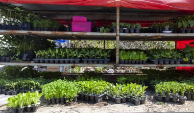 Çiftçi pazarında sebze fideleri. Sergide domates, marul, biber, maydanoz ve patlıcan tohumları satışta..