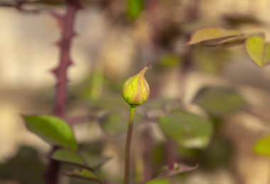 Doğal arka planda kırmızı bir gülün işlenmemiş tek tomurcuğu. Seçici odaklanma. İlkbaharda gül çiçeği. Soyut yalnızlık