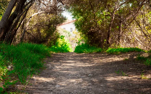Benim yolumun soyut kavramı mı yoksa sürekli bir yolculuk mu? İlkbaharda ağaçlar arasında dar bir yol.