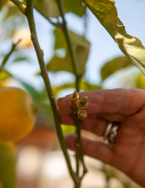 A woman\'s hand is holding new growing or tiny lemons growing on the tree. Close up and vertical