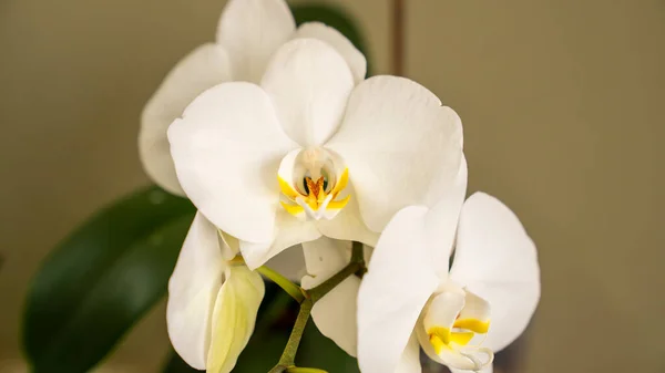 White Orchids. Close-up and selective focus.