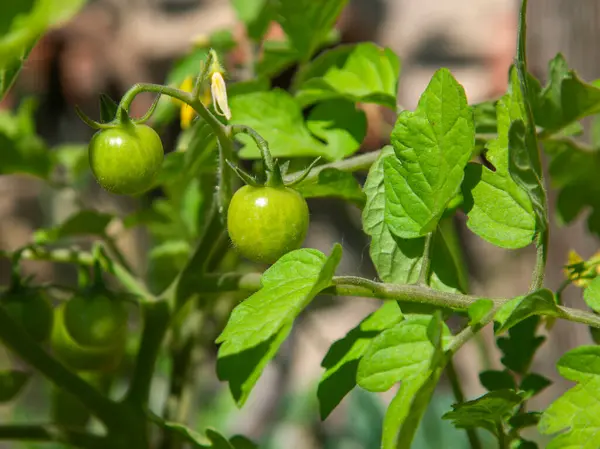 Growing cherry tomato. Unripe green cherry tomatoes. Selective focus and close up. 