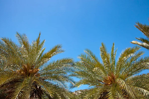 Palm trees and blue sky. Vacation concept. Shot from below and copy space.