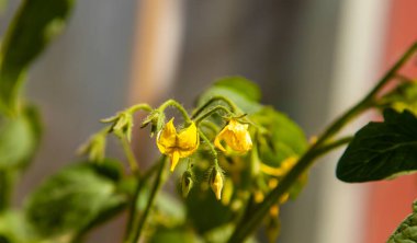 Domates çiçeği. Kapat. 