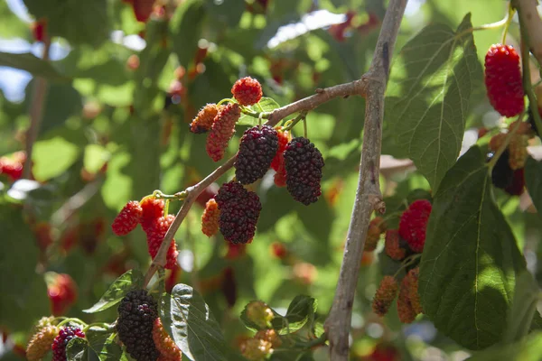 Vrucht Van Zwarte Moerbei Moerbeiboom — Stockfoto