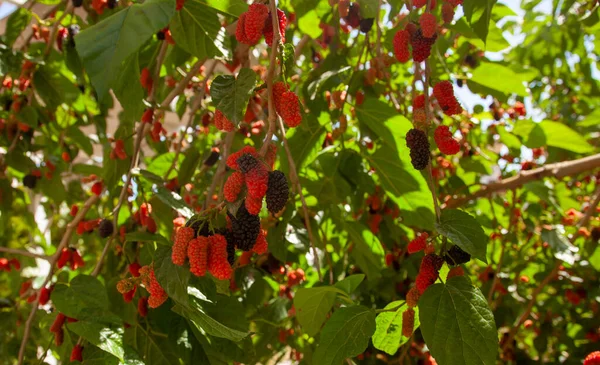 Mulberry tree and ripe - unripe mulberries. Close up