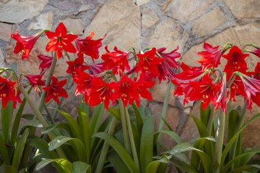  Güzel kırmızı zambak çiçeği. Taş duvarın önünde kırmızı zambaklar.