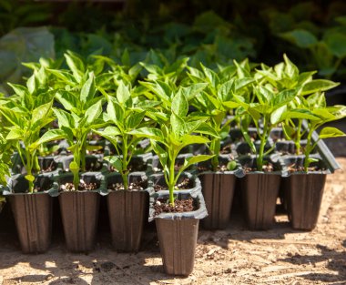 Yeşil biber tohumları. Seçici odaklanma. Biber tohumları pazarda satılır..