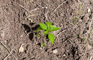 Biber filizi. Toprağa ekilmiş küçük biber tohumları..